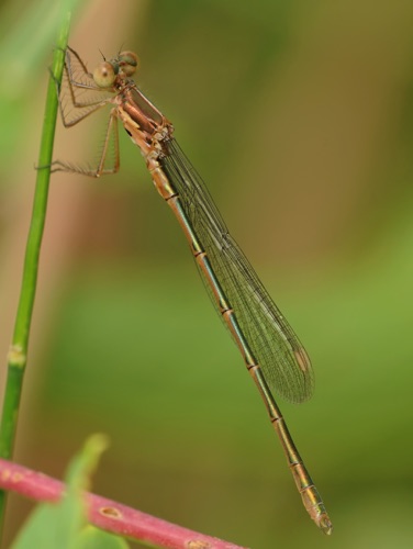 Male
8 July 2011  CO